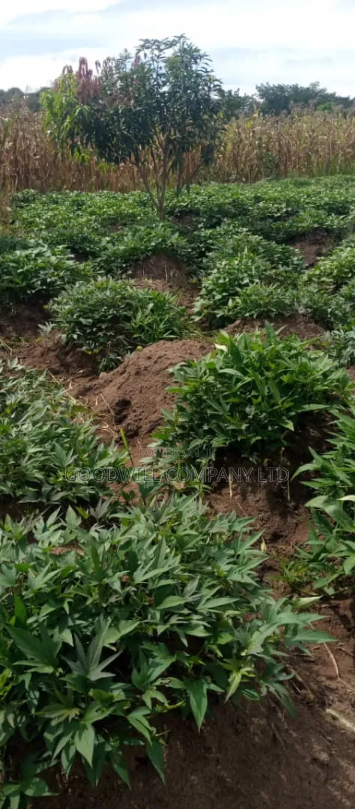 20 Acres of Land in Kamira Kikyuusa in Central Division