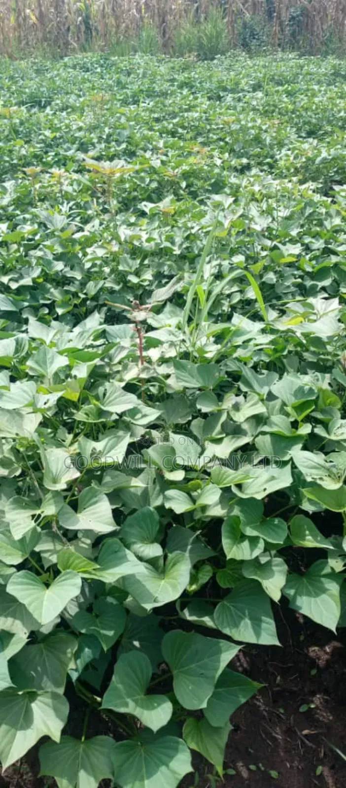 50 Acres of Farming/Agricultural Land in Kikyuusa Kamira in Central Division