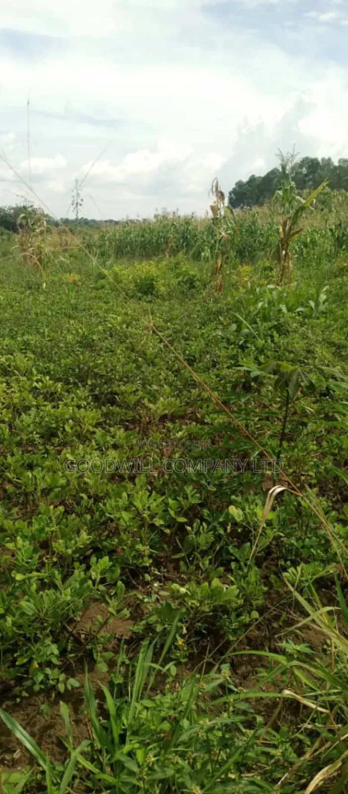 50 Acres of Farming/Agricultural Land in Kikyuusa Kamira in Central Division