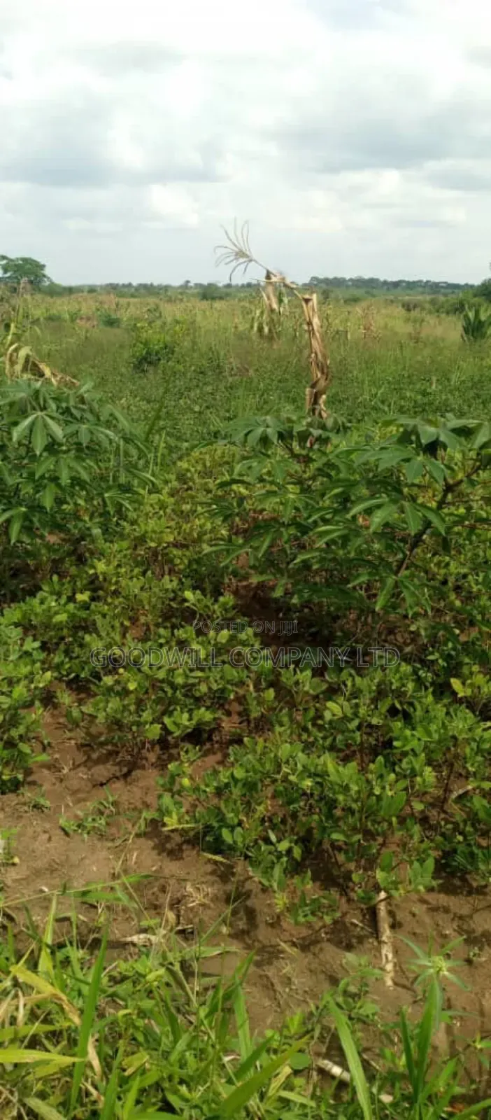 50 Acres of Farming/Agricultural Land in Kikyuusa Kamira in Central Division