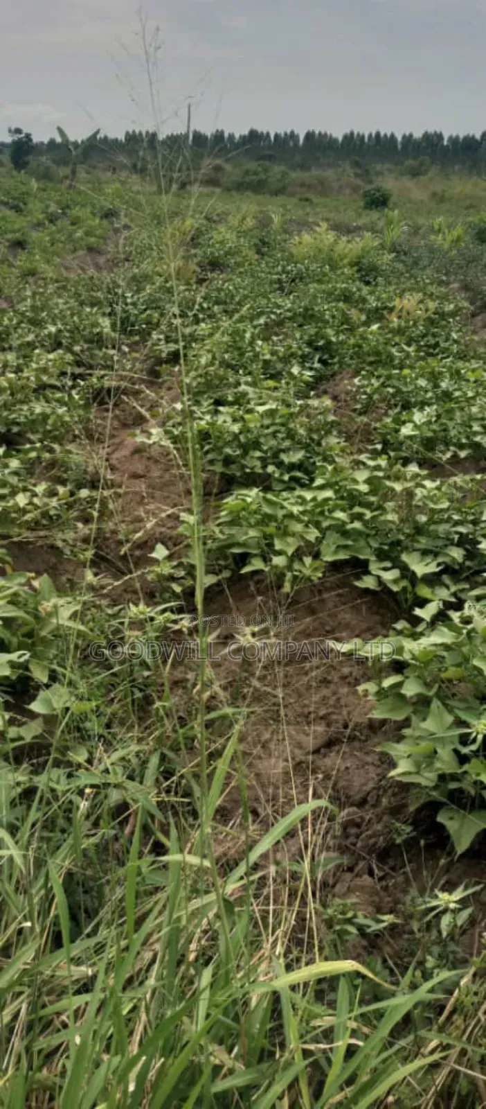 10 Acres of Land in Kabunyata Luwero in Central Division