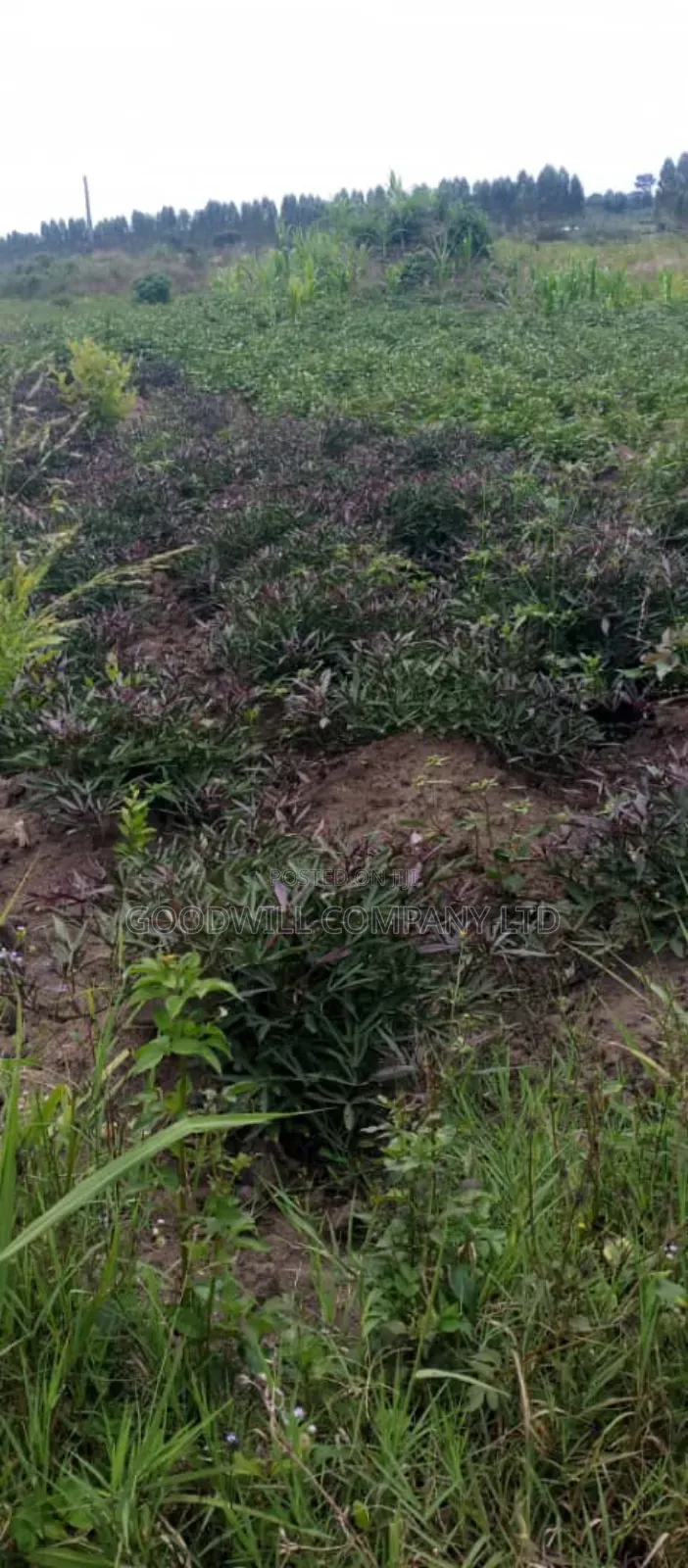 10 Acres of Land in Kabunyata Luwero in Central Division