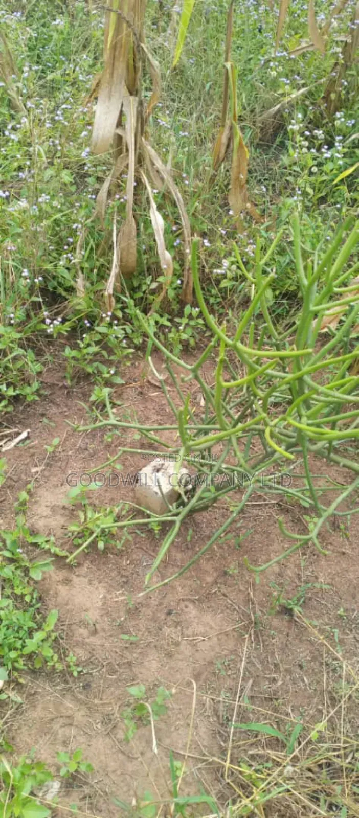 10 Acres of Land in Kabunyata Luwero in Central Division