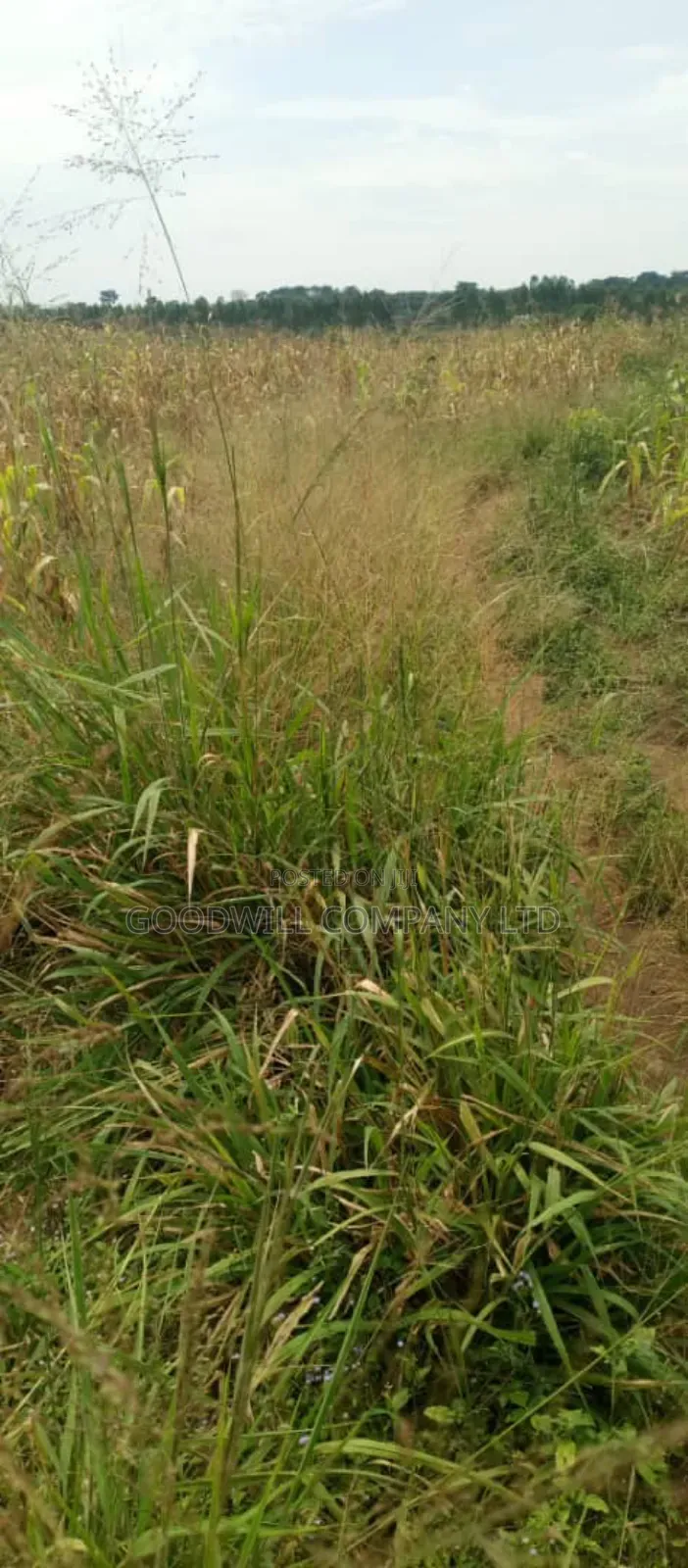 10 Acres of Land in Kabunyata Luwero in Central Division