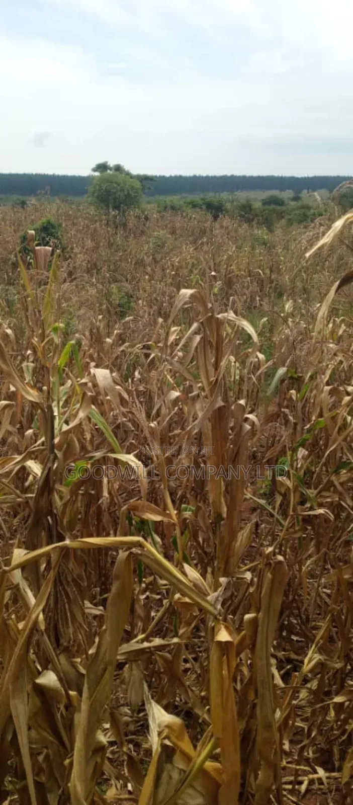 15 Acres of Land for Sale in Luwero Kabunyata in Central Division