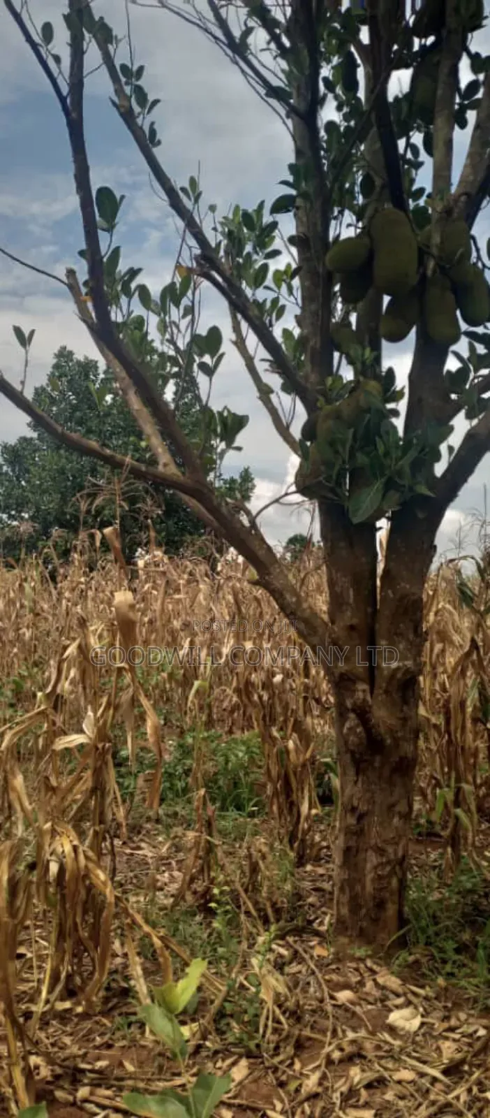 15 Acres of Land for Sale in Luwero Kabunyata in Central Division