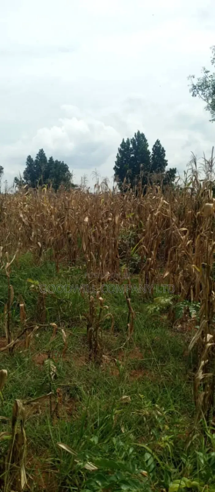 15 Acres of Land for Sale in Luwero Kabunyata in Central Division