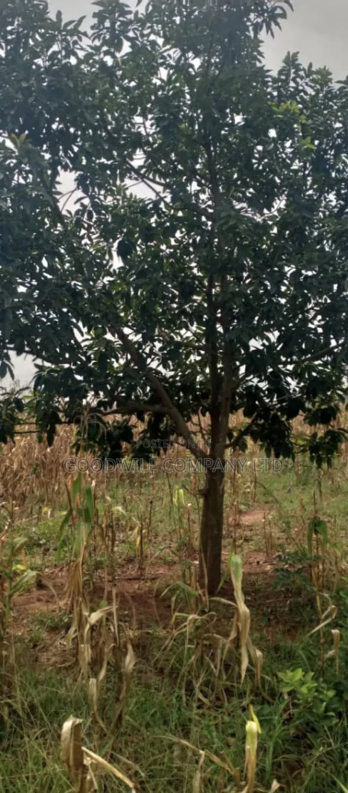 15 Acres of Land for Sale in Luwero Kabunyata in Central Division