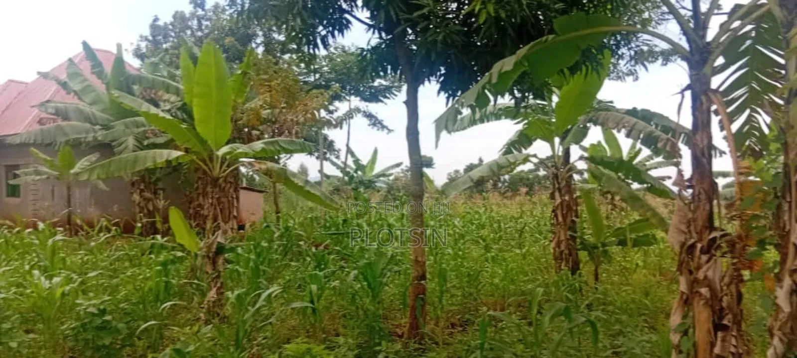3 Acres Touches Lake Victoria – Buwagajo Nyenga, (Before Banana Beach) in Mukono TC