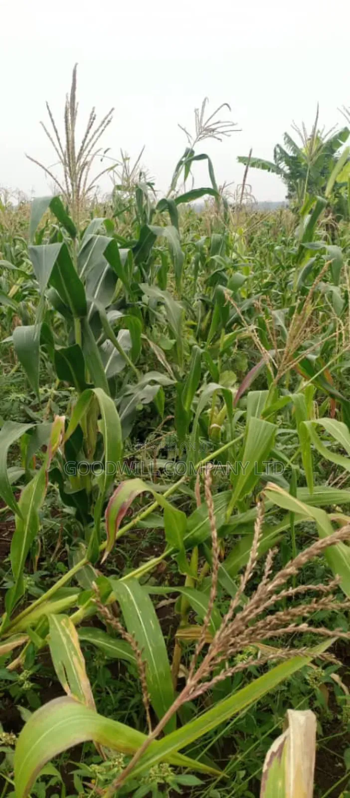 18 Acres of Land in Kamira Kikyuusa Zirobwe Road in Central Division
