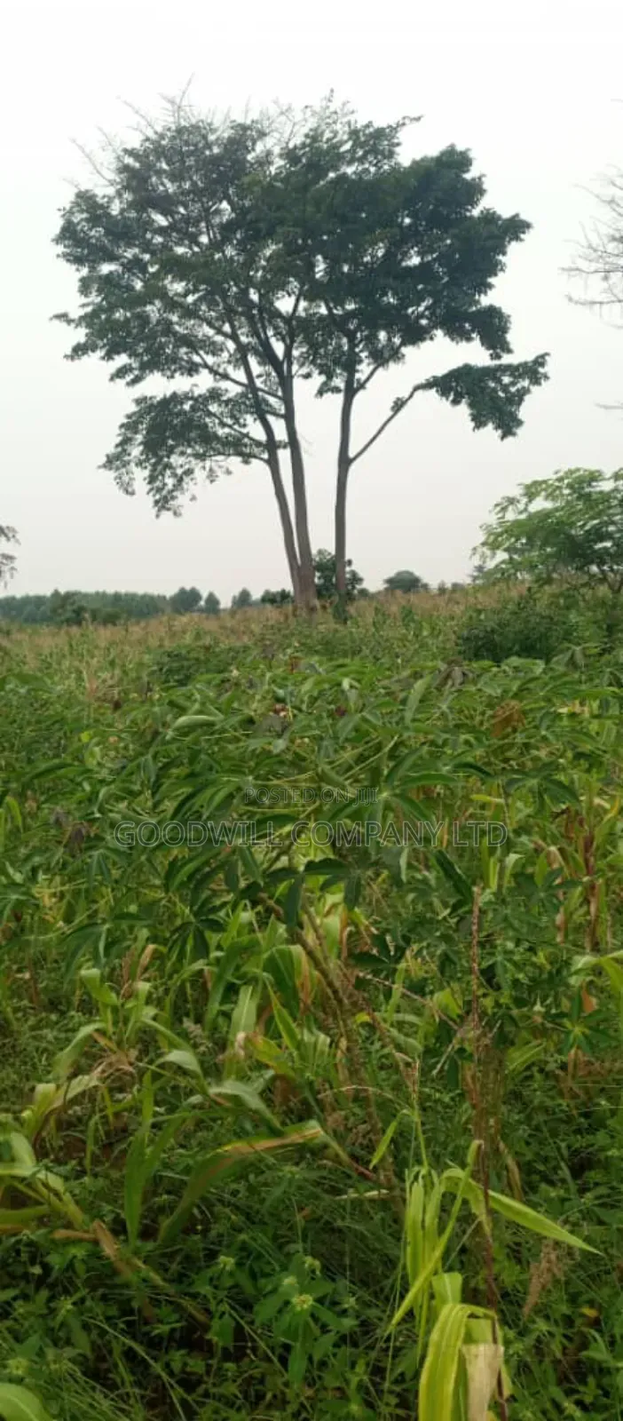 18 Acres of Land in Kamira Kikyuusa Zirobwe Road in Central Division