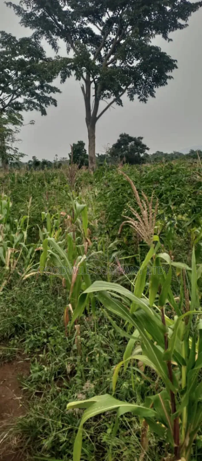 18 Acres of Land in Kamira Kikyuusa Zirobwe Road in Central Division