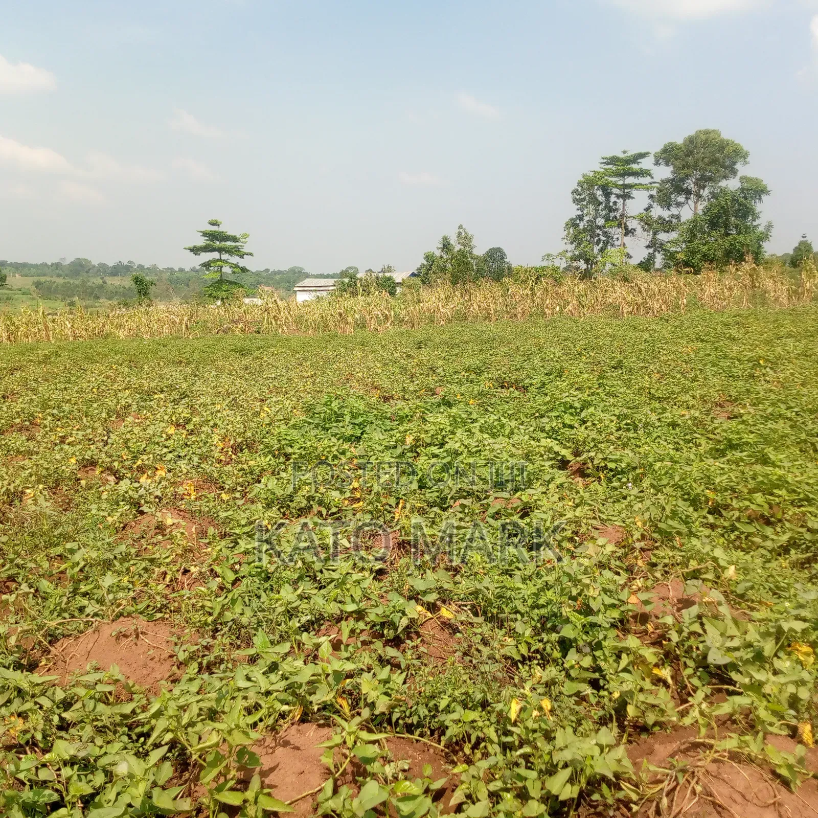 5 Acres for Sale Located at Mukono Nkokonjeru in Mukono TC