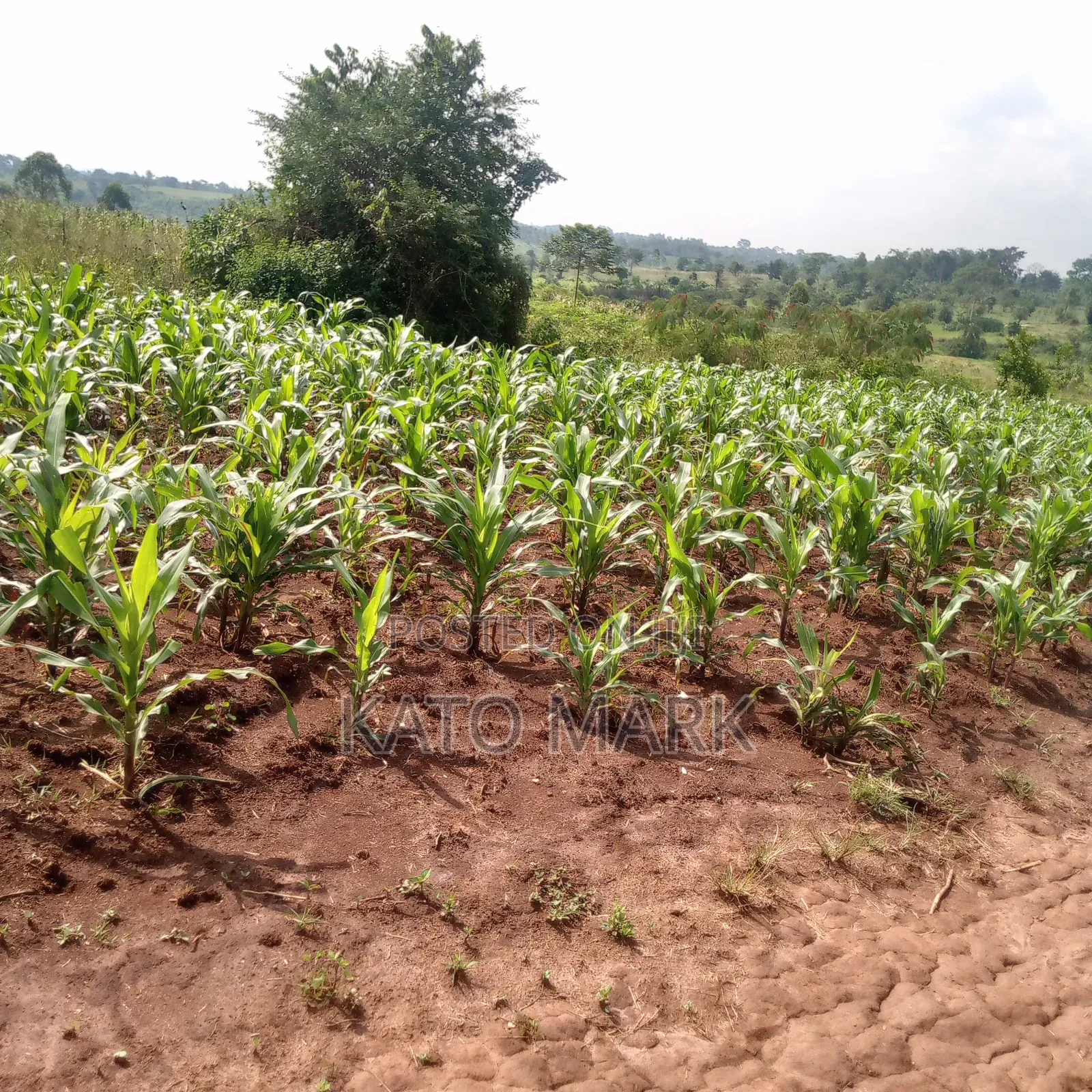 5 Acres for Sale Located at Mukono Nkokonjeru in Mukono TC