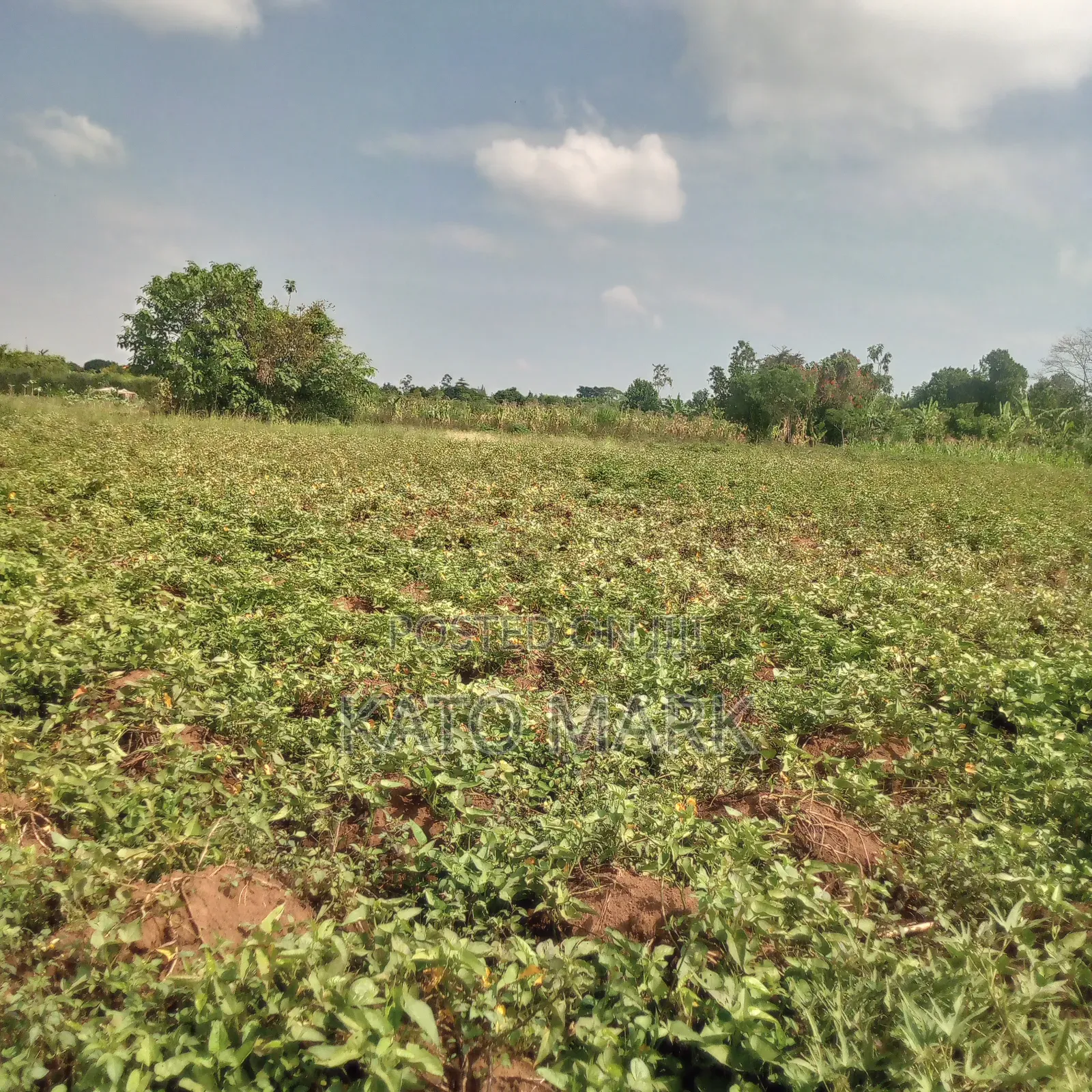 5 Acres for Sale Located at Mukono Nkokonjeru in Mukono TC