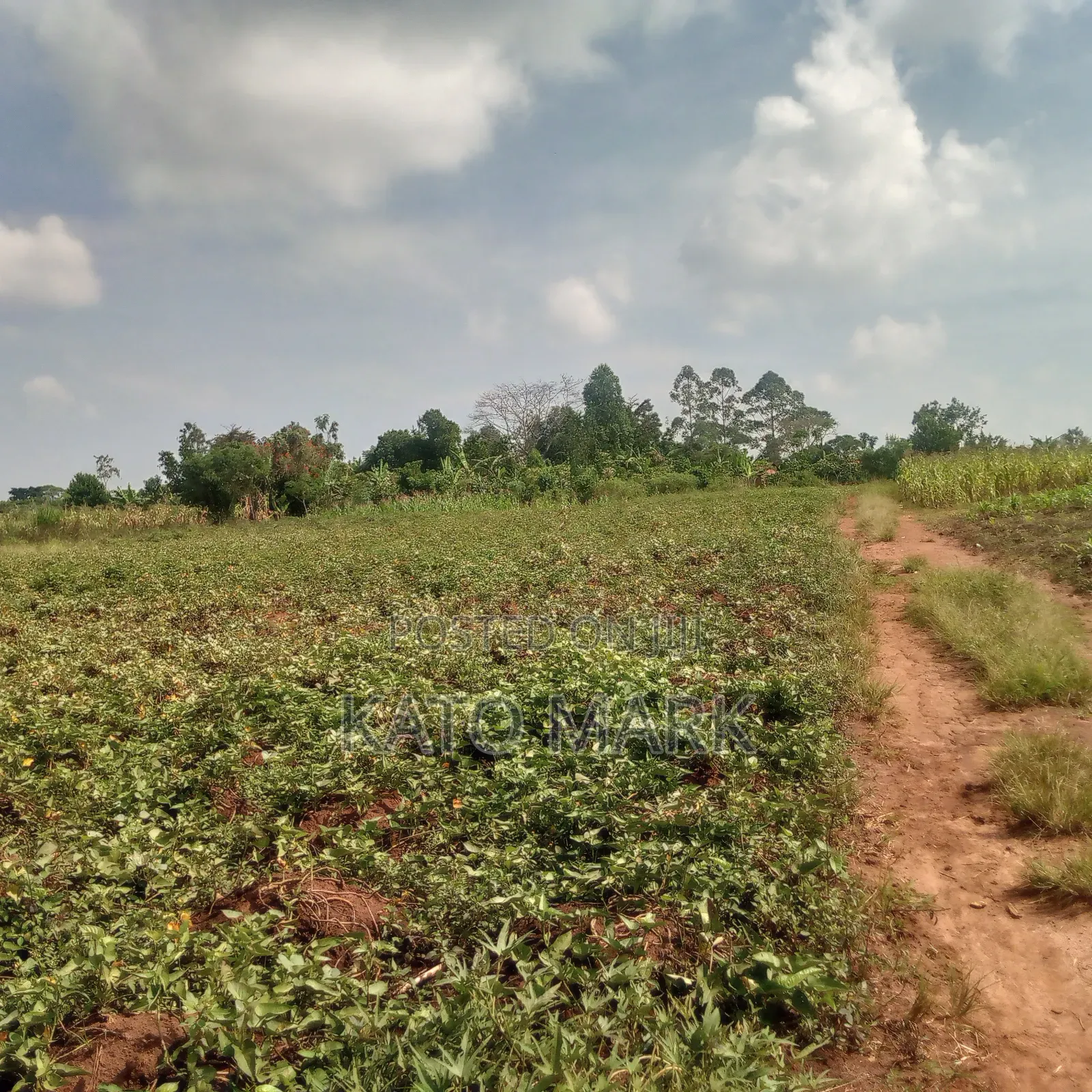 5 Acres for Sale Located at Mukono Nkokonjeru in Mukono TC