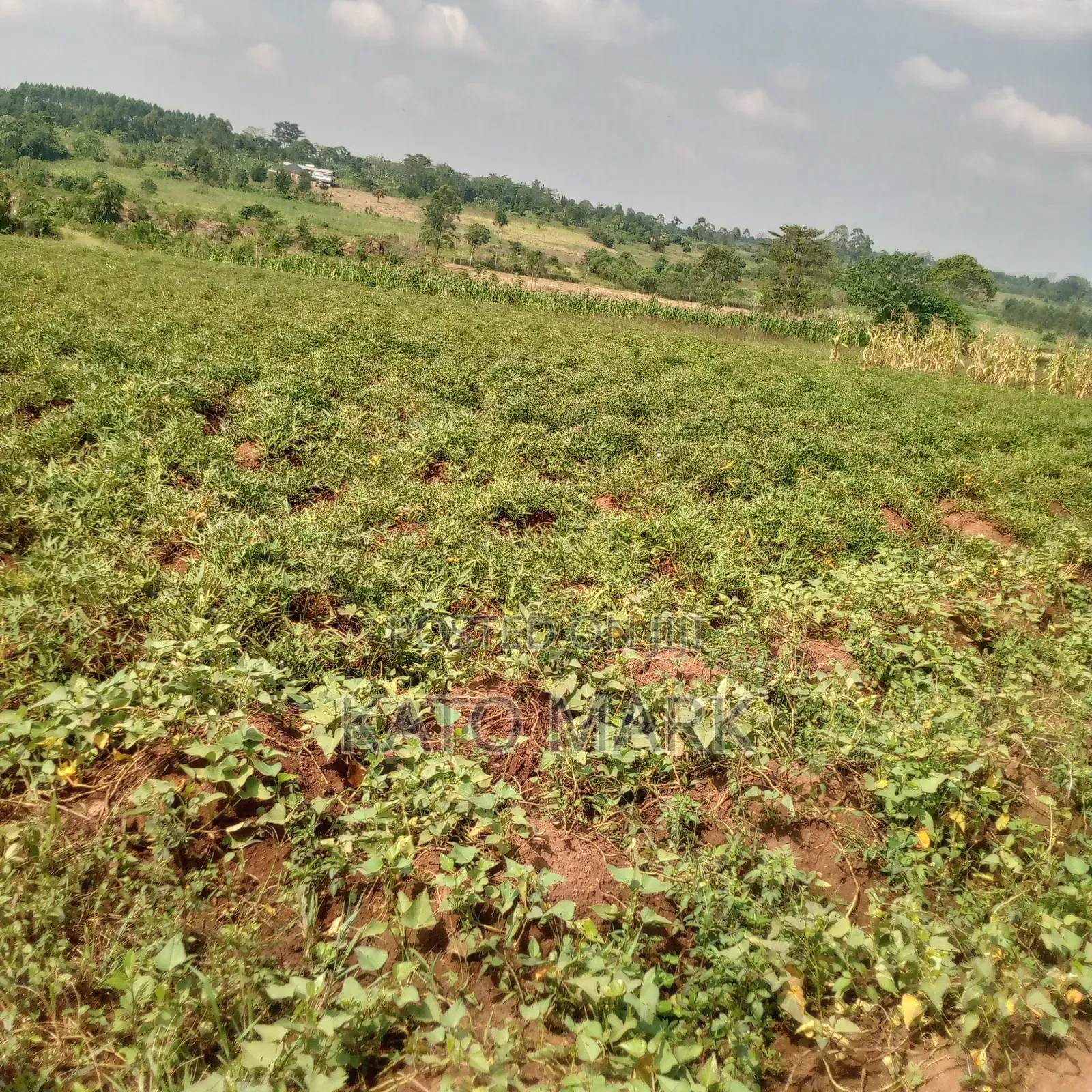 10 Acres for Sale Located at Mukono Nakifuma in Mukono TC