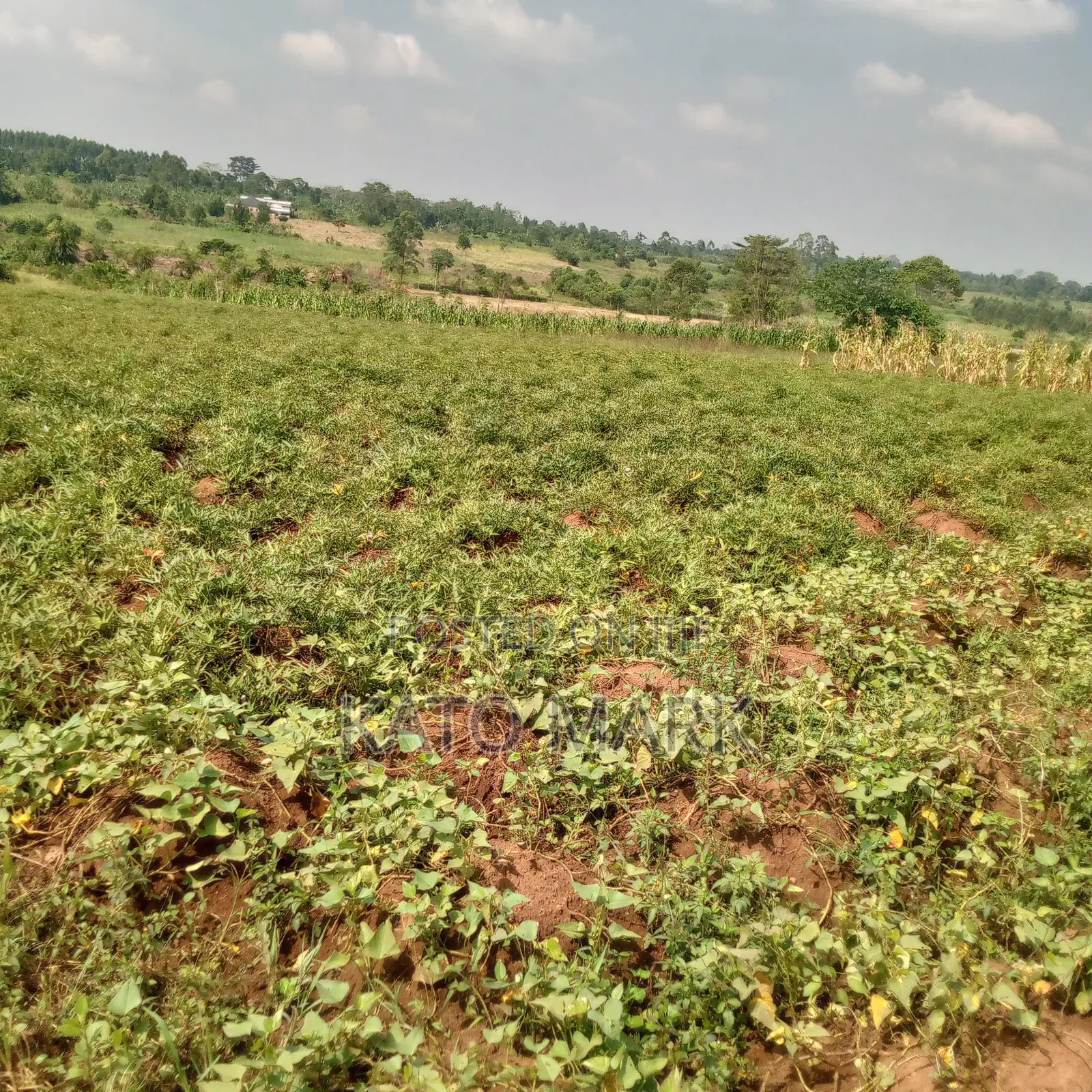 10 Acres for Sale Located at Mukono Nakifuma in Mukono TC