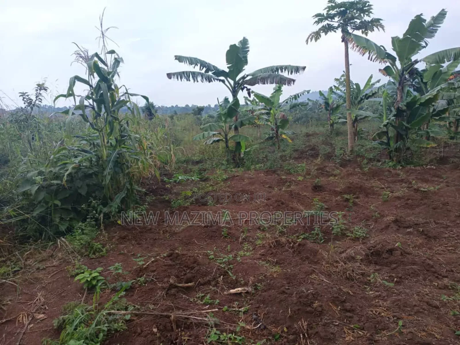 Very Hot Plots With Ready Private Title on Table on Quicksale Mpigi in Central Division