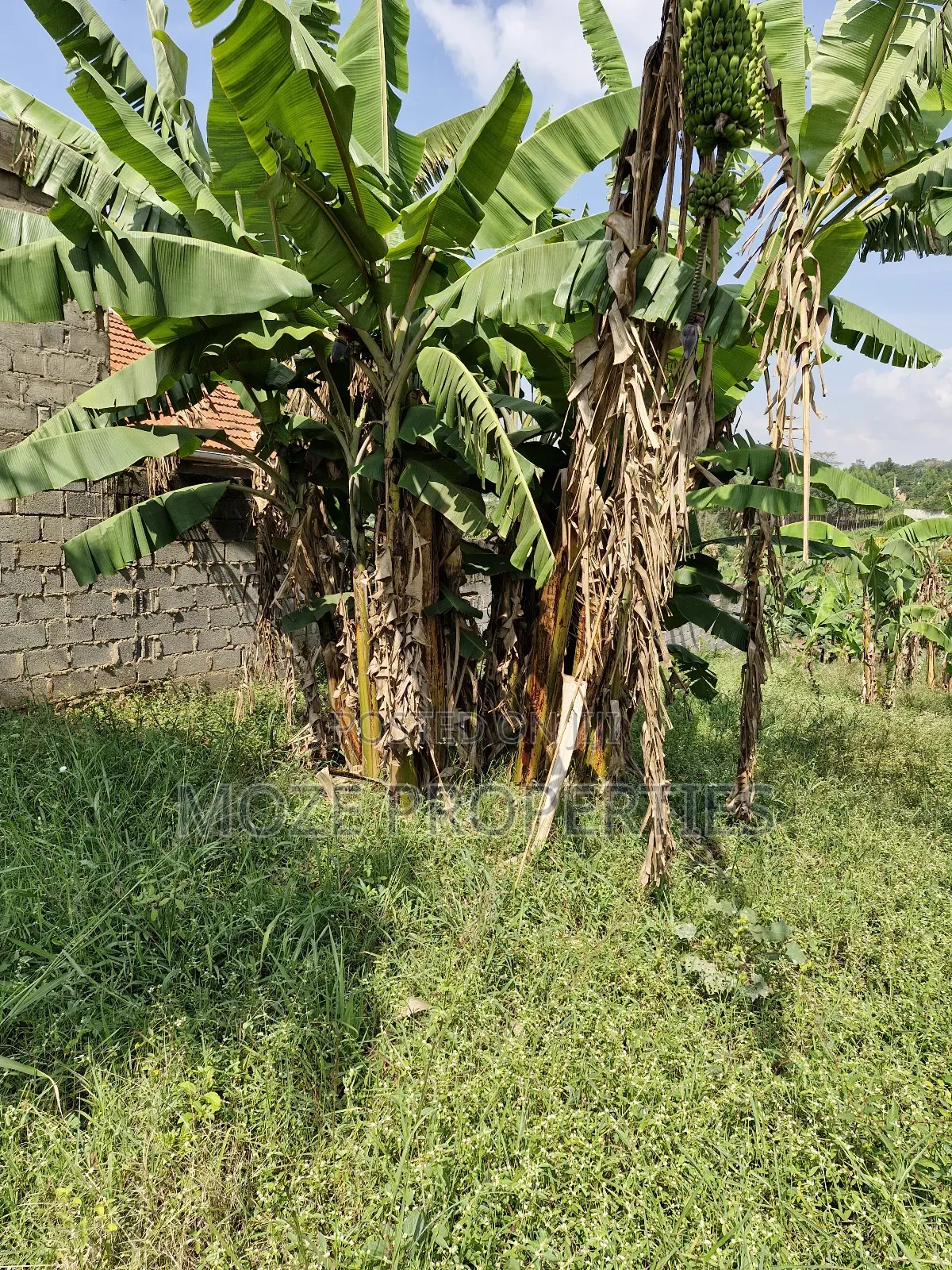 Kira Shemon 50x100 Plot for Sale. in Central Division