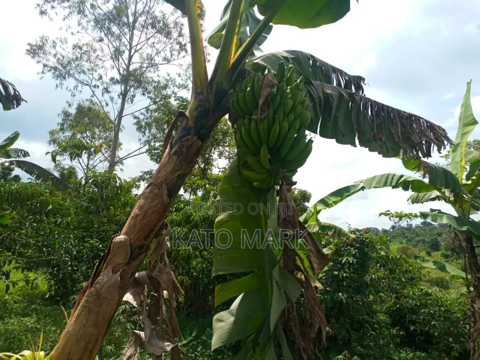100 Acres for Sale Located at Kayunga Bale in Bbaale