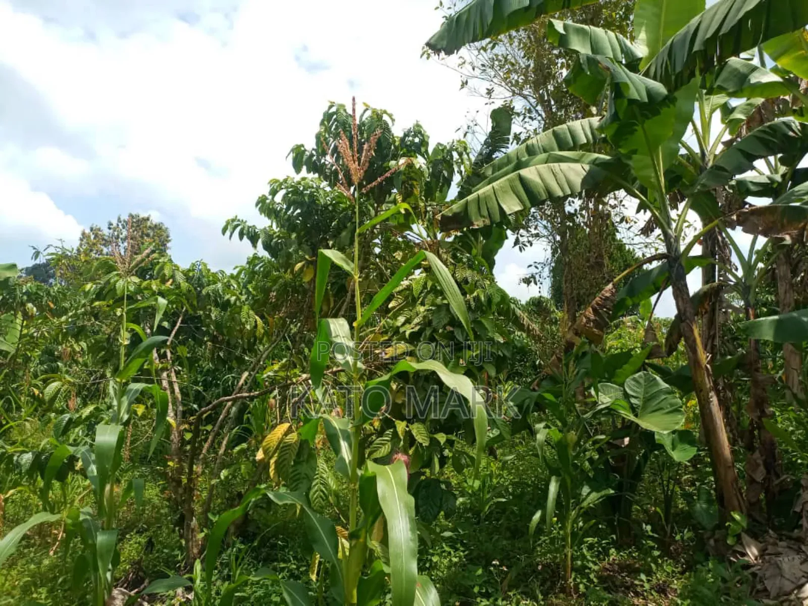 100 Acres for Sale Located at Kayunga Bale in Bbaale