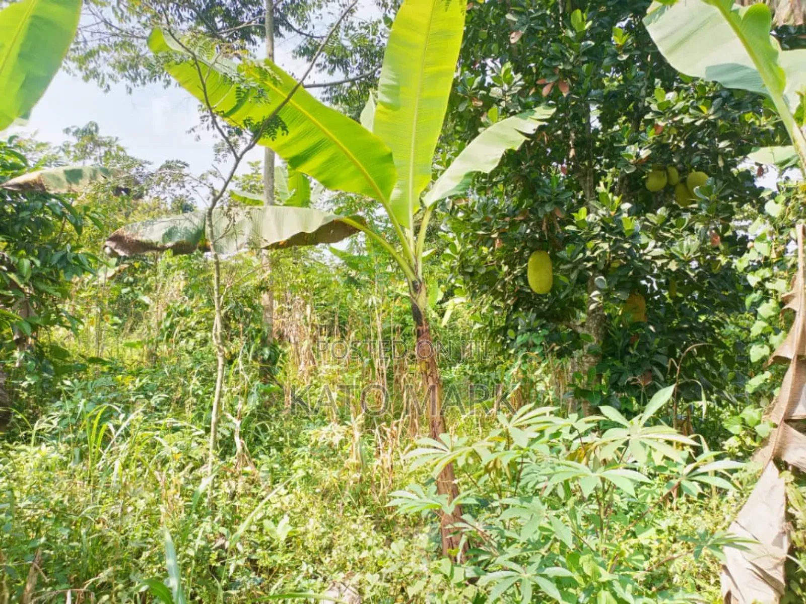 100 Acres for Sale Located at Kayunga Bale in Bbaale
