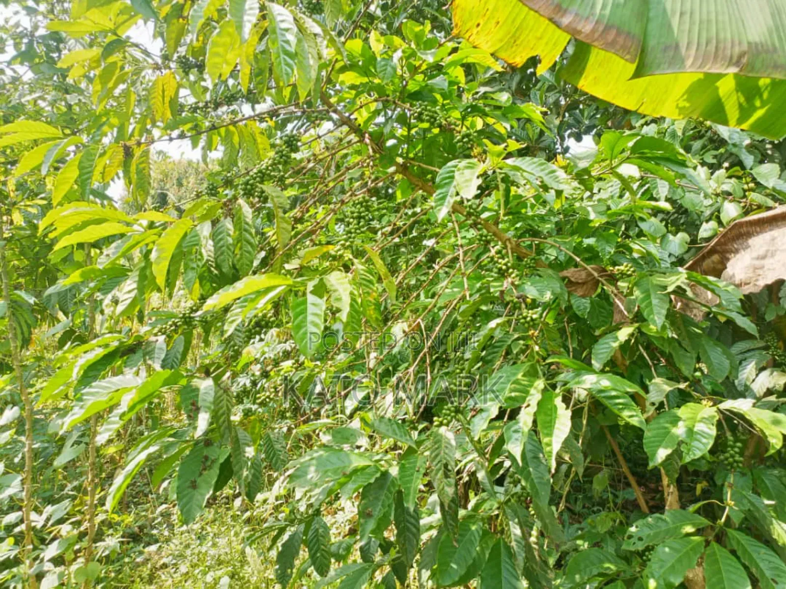 100 Acres for Sale Located at Kayunga Bale in Bbaale
