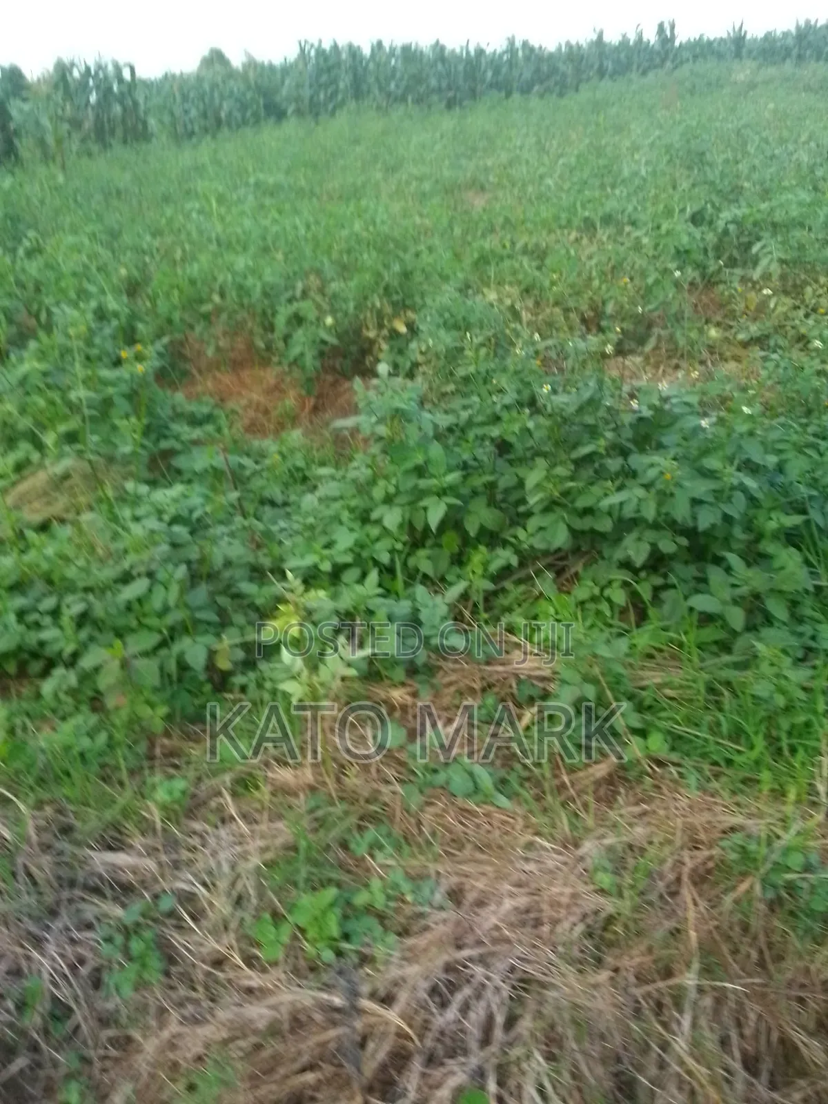 52 Acres for Sale Located at Kayunga Nakyesa in Mukono TC