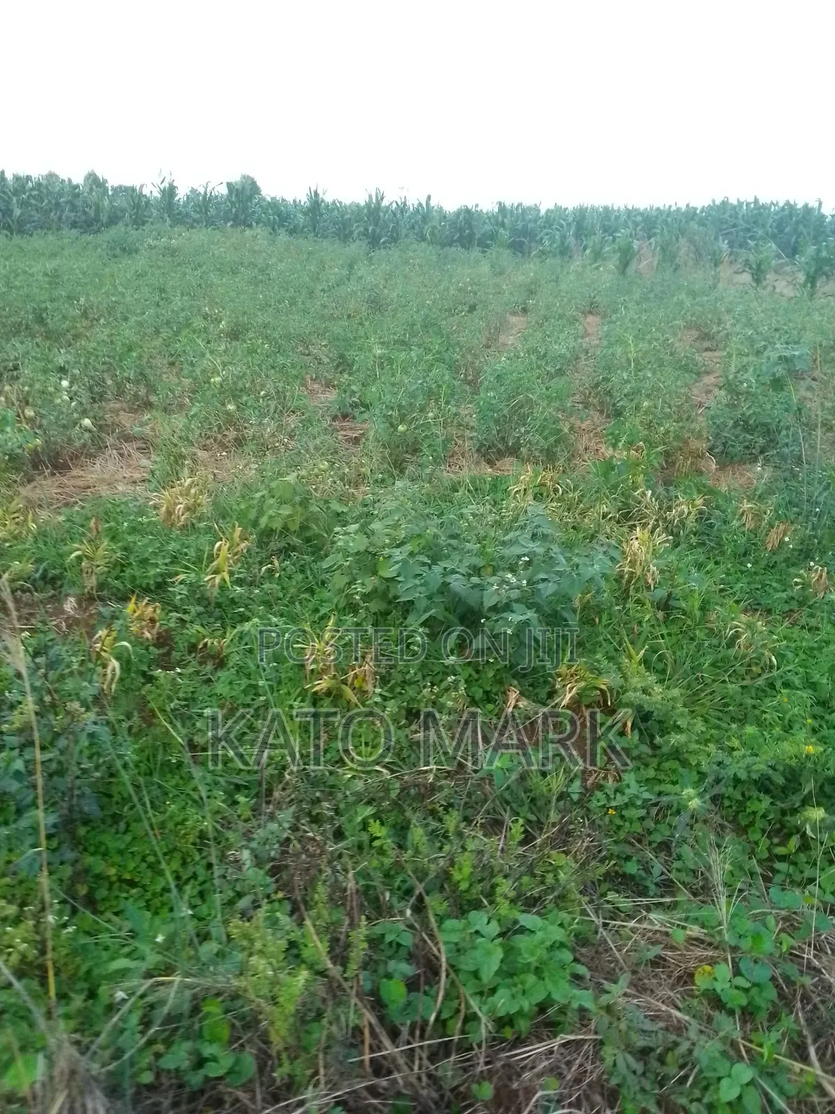 52 Acres for Sale Located at Kayunga Nakyesa in Mukono TC