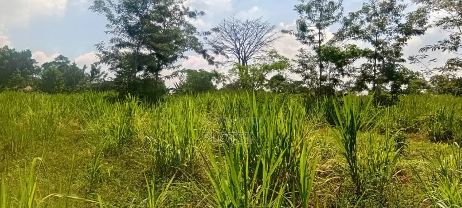 2.2 Acres of Land Freehold Titled, Bulamagi Iganga in Iganga