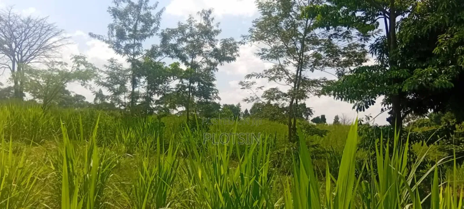 2.2 Acres of Land Freehold Titled, Bulamagi Iganga in Iganga