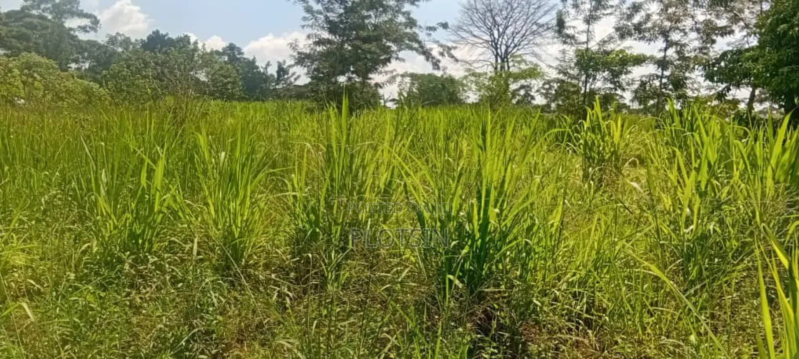 2.2 Acres of Land Freehold Titled, Bulamagi Iganga in Iganga