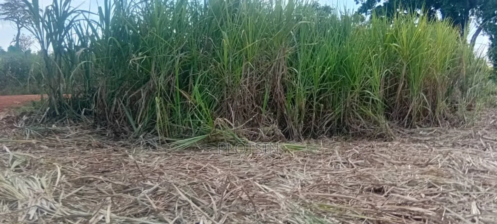 2.4 Acres for Sale in Bulamagi, Iganga – Ugx 32 Million in Iganga