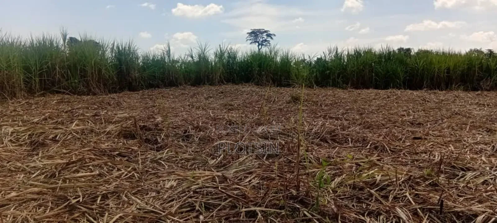2.4 Acres for Sale in Bulamagi, Iganga – Ugx 32 Million in Iganga
