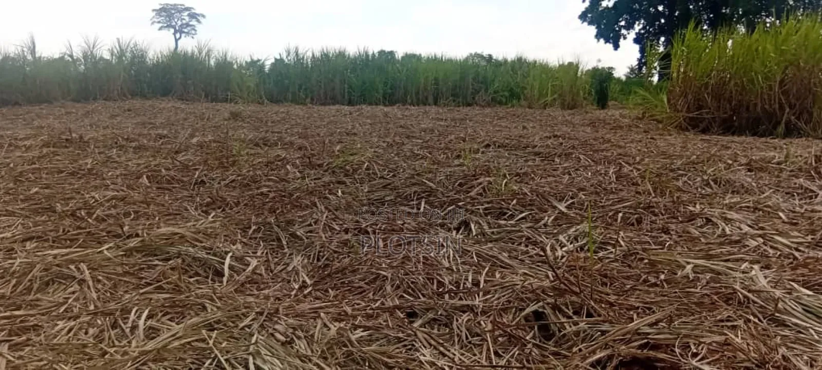 2.4 Acres for Sale in Bulamagi, Iganga – Ugx 32 Million in Iganga