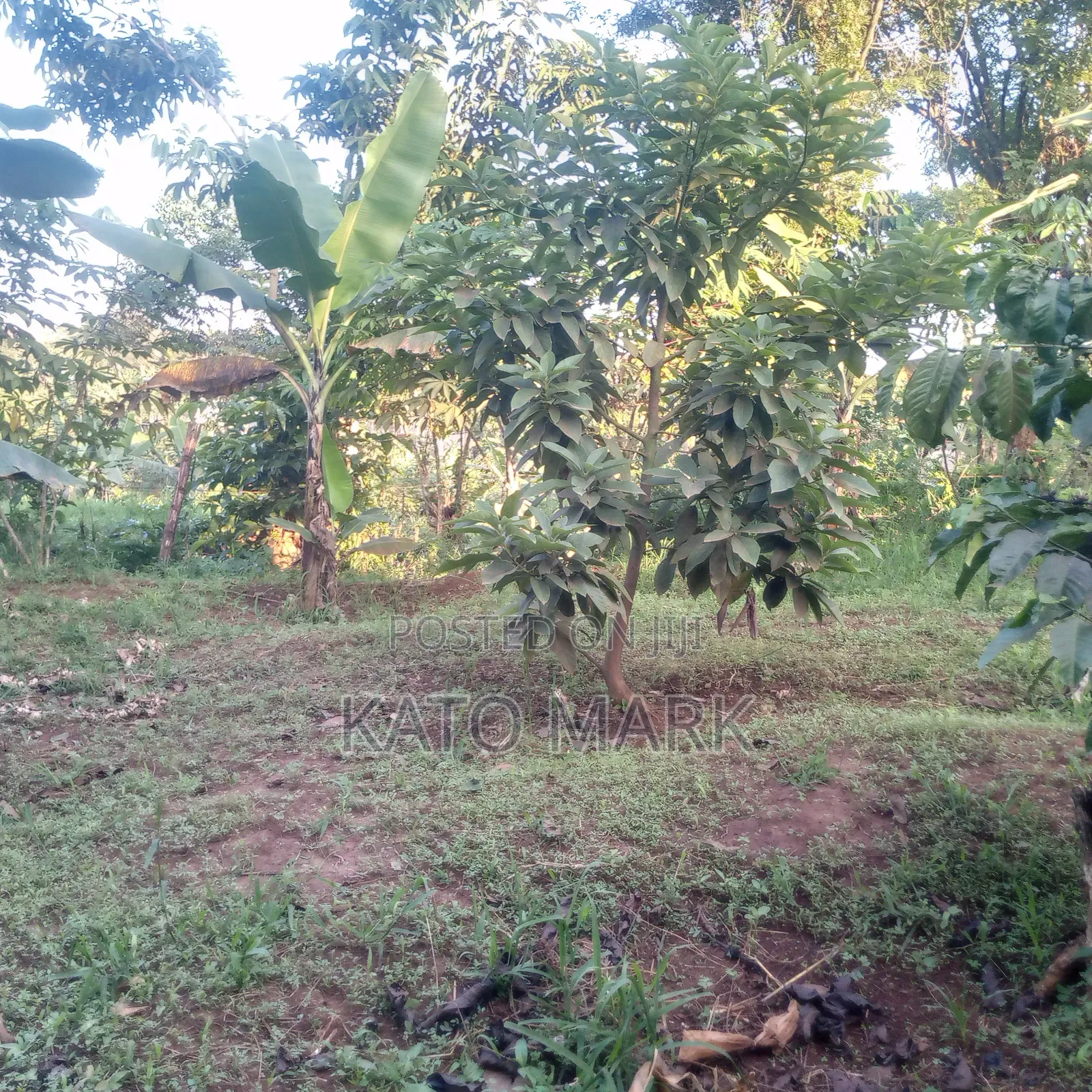 50 Acres for Sale Located at Kayunga Kitwe in Mukono TC