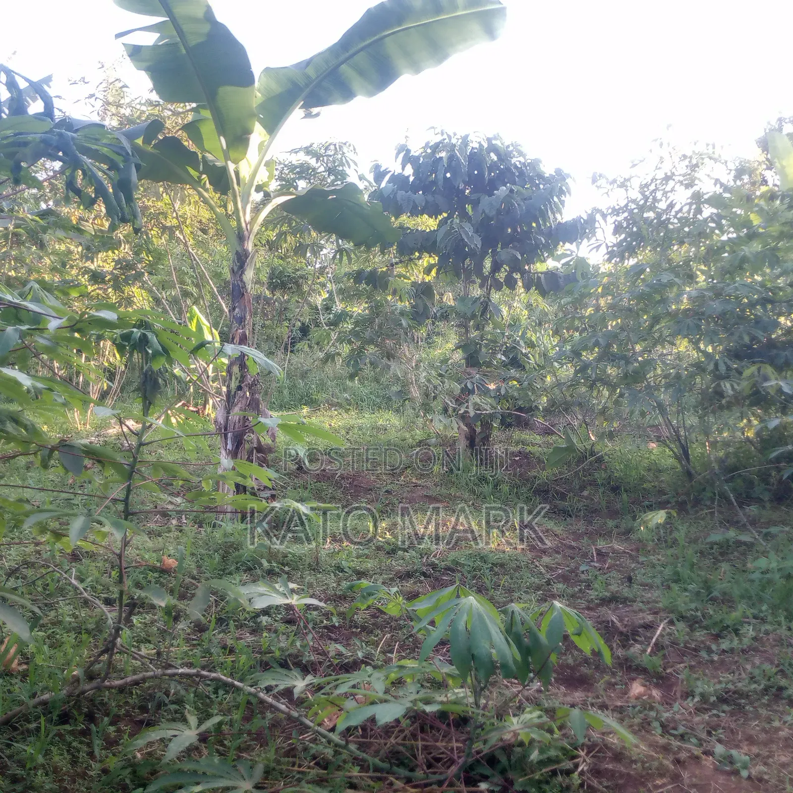 50 Acres for Sale Located at Kayunga Kitwe in Mukono TC