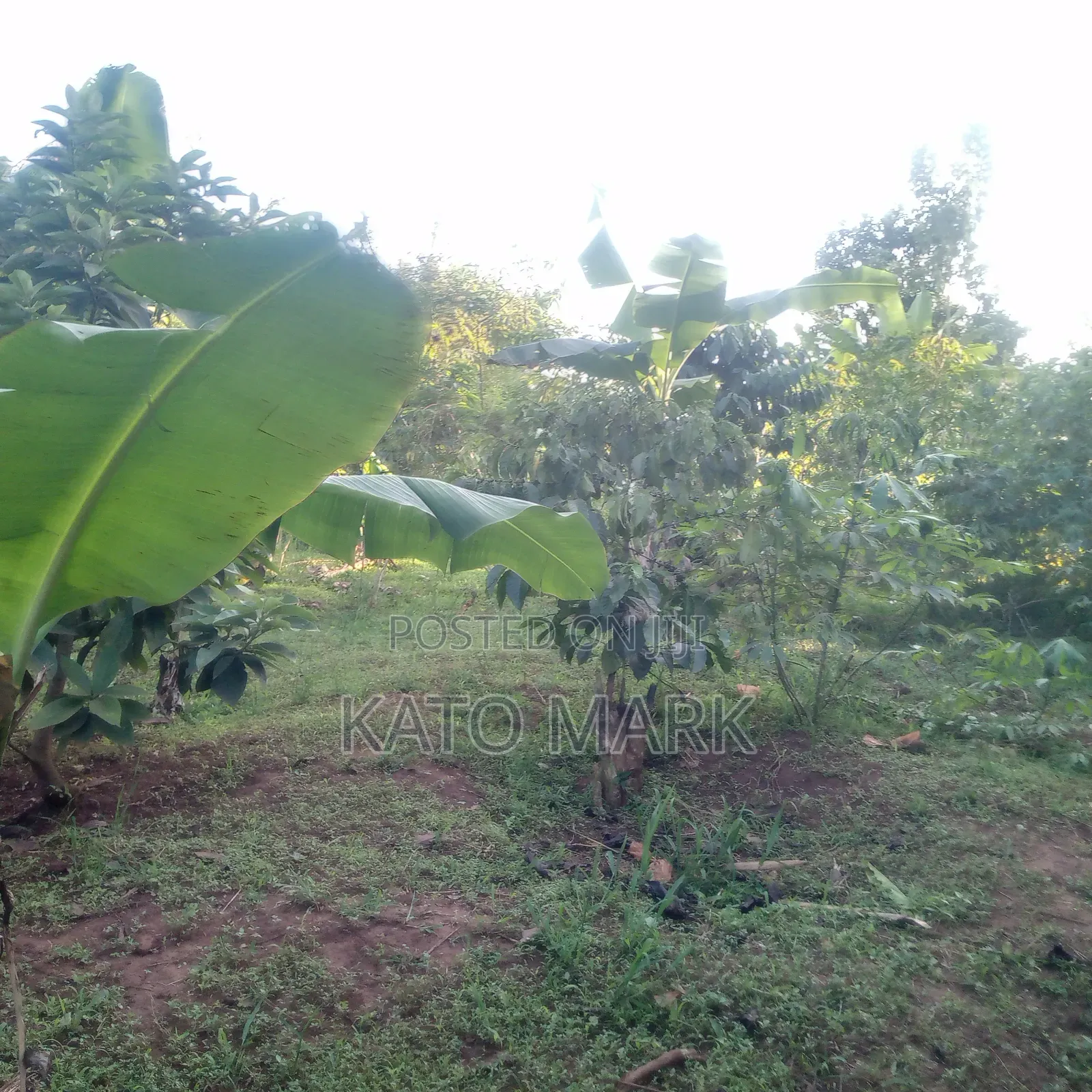 50 Acres for Sale Located at Kayunga Kitwe in Mukono TC