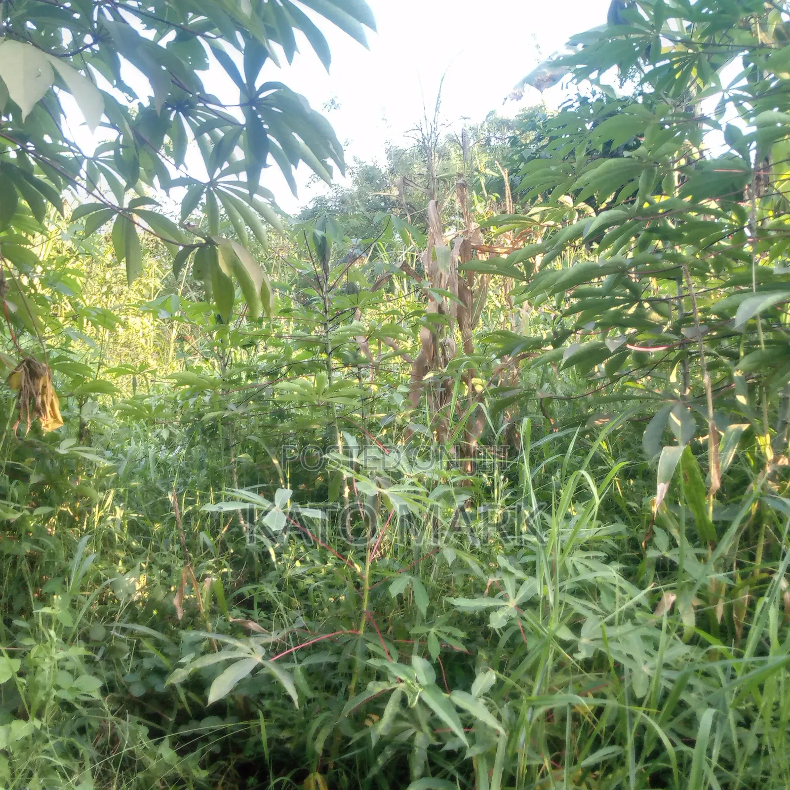 100 Acres for Sale Located at Nkokonjeru Ngogwe in Mukono TC