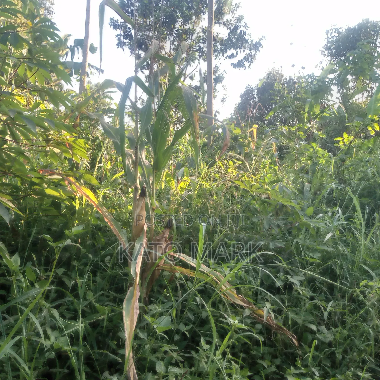 100 Acres for Sale Located at Nkokonjeru Ngogwe in Mukono TC