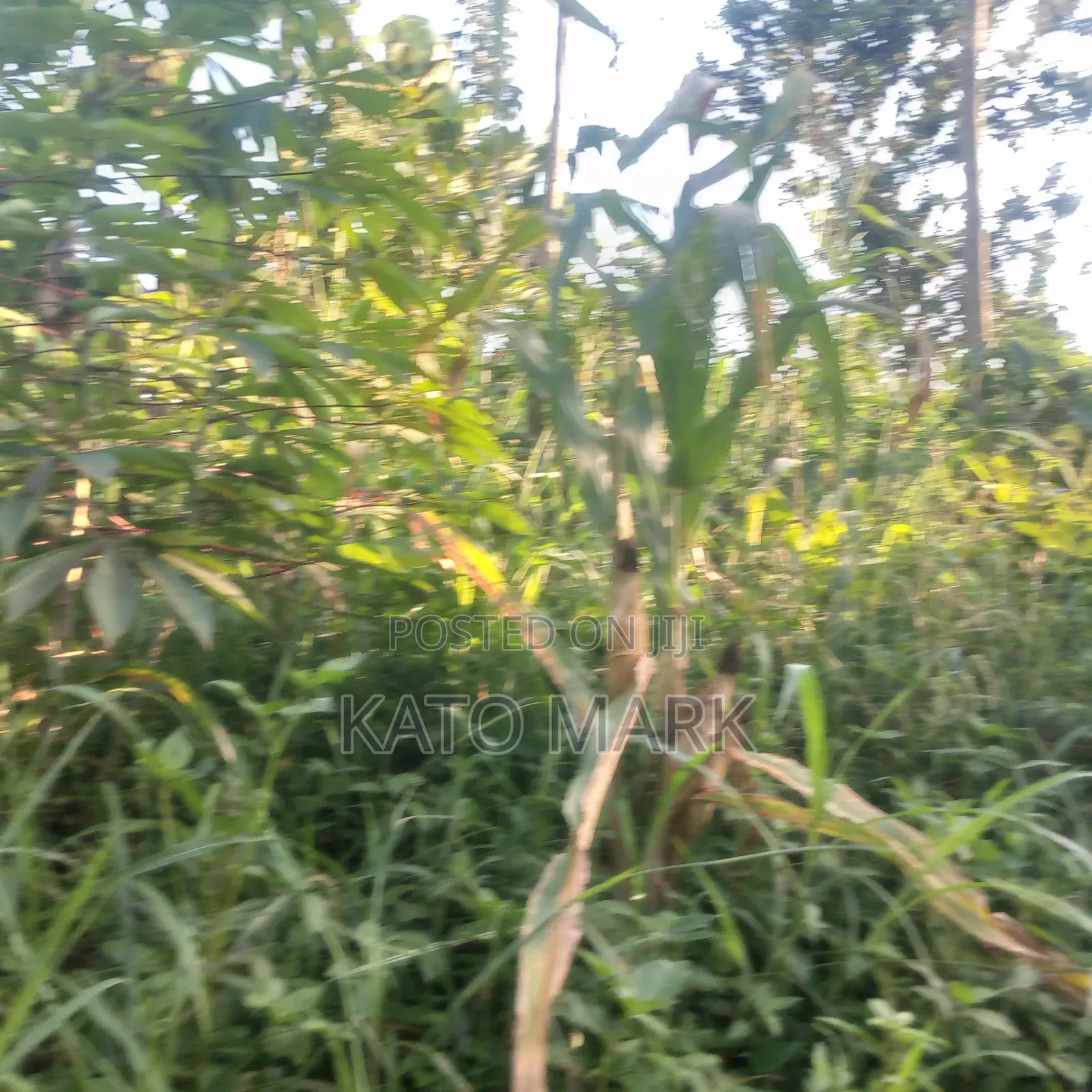 100 Acres for Sale Located at Nkokonjeru Ngogwe in Mukono TC