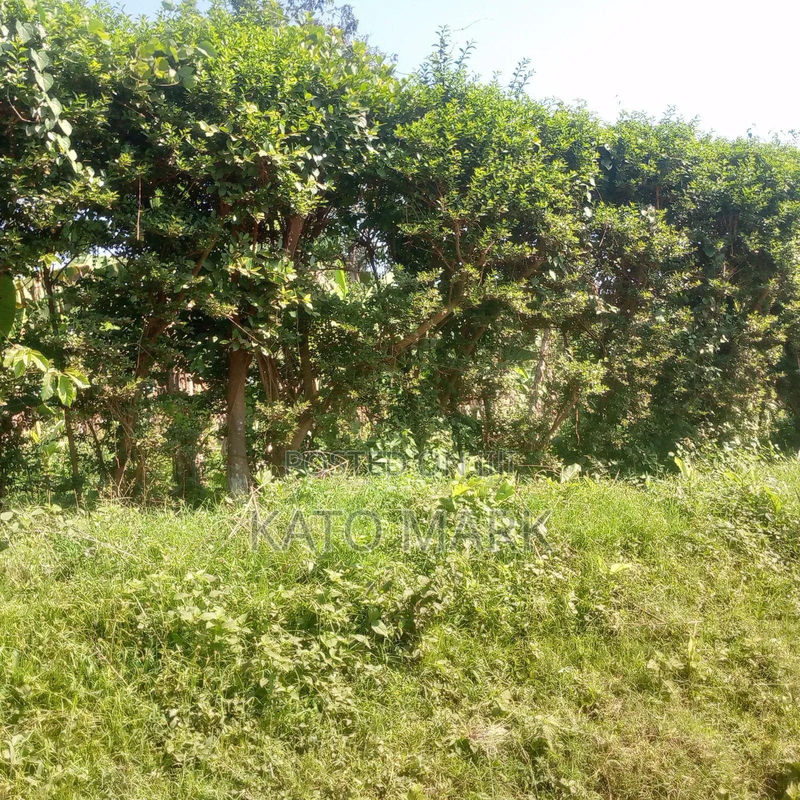 1 Acre of Land for Sale Located at Mukono Kisowera in Mukono TC