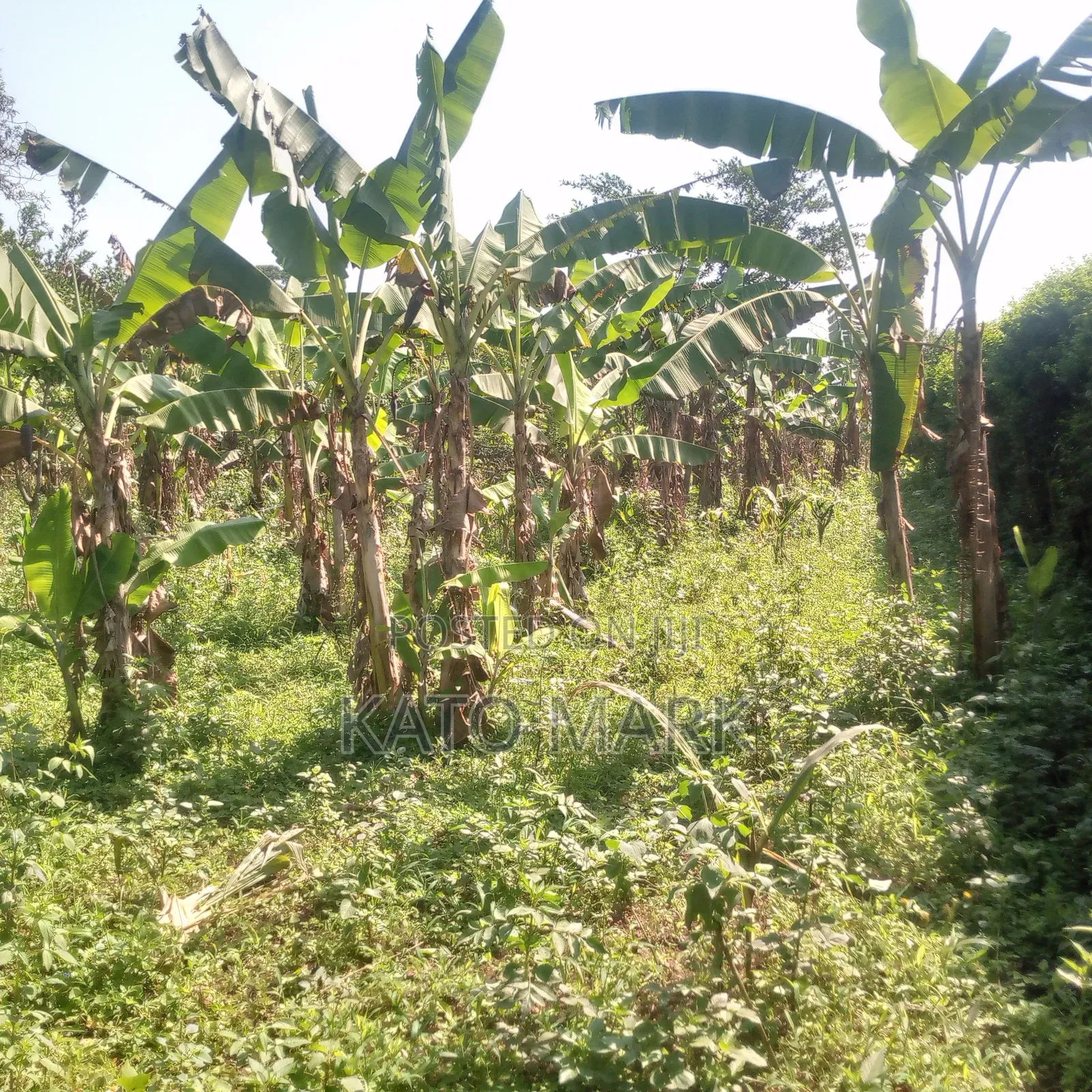 2 Acres for Sale Located at Mukono Kisoga in Mukono TC