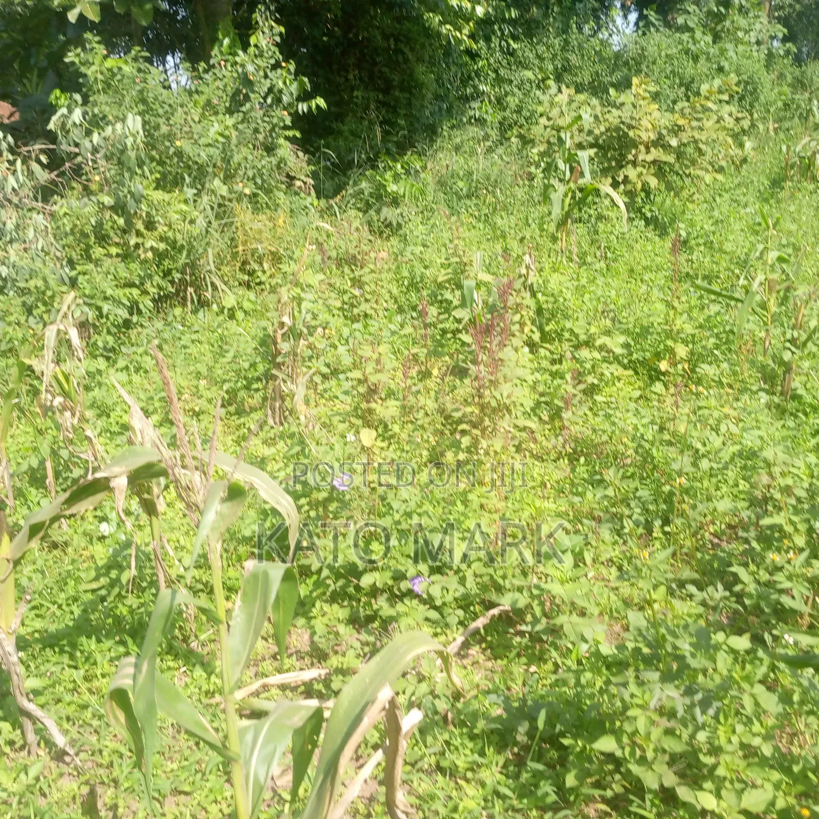 2 Acres for Sale Located at Mukono Kisoga in Mukono TC