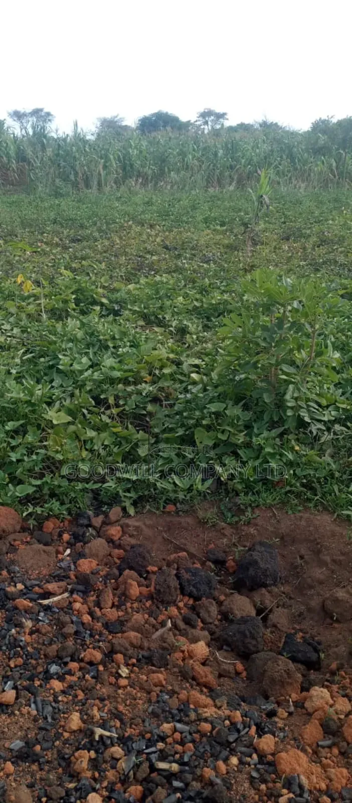 10 Acres of Land for Sale in Mazzi Luwero in Central Division