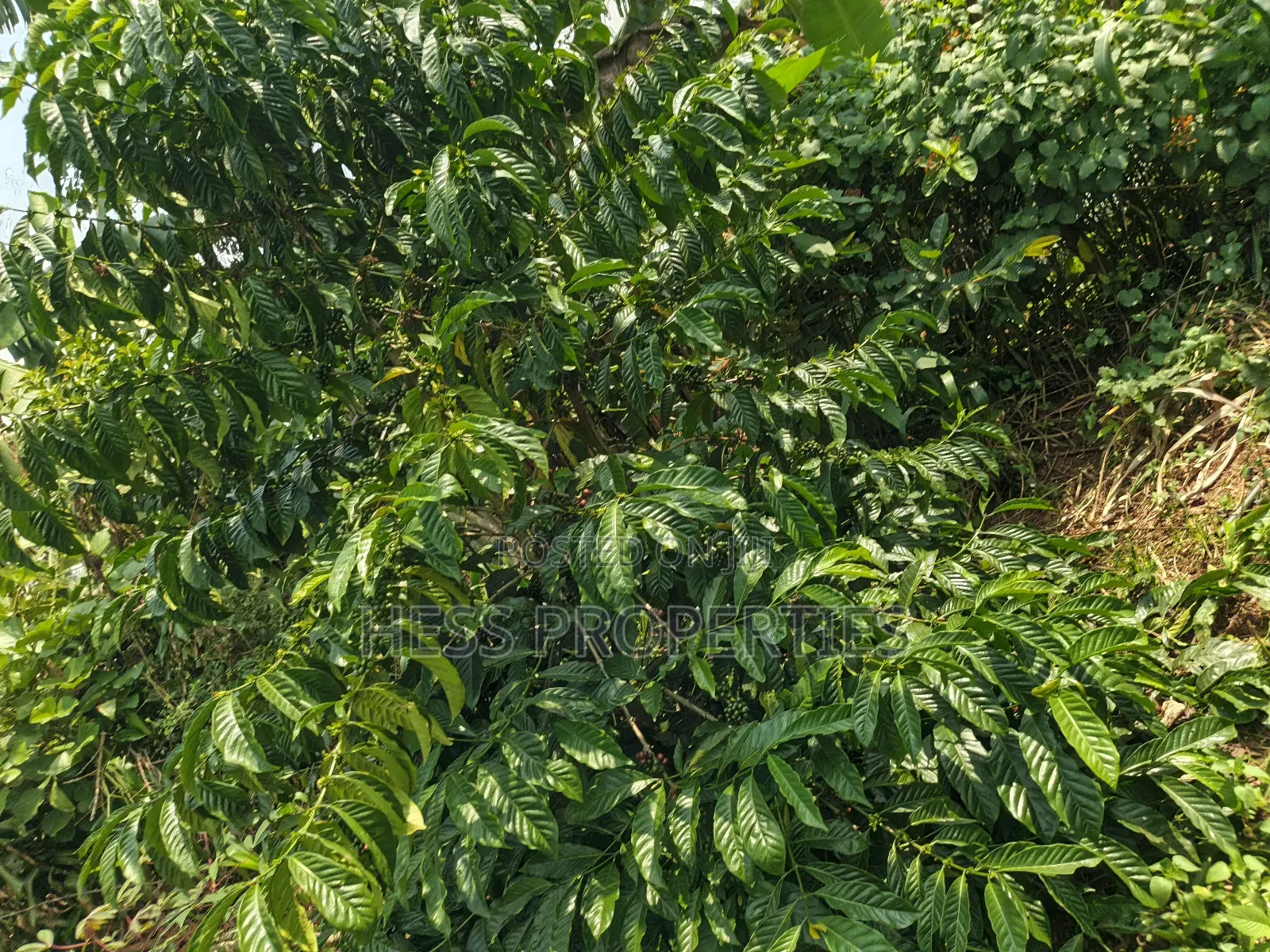 Commercial Land on Sale Located in Kagorogoro-Kyenjojo in Kyenjojo