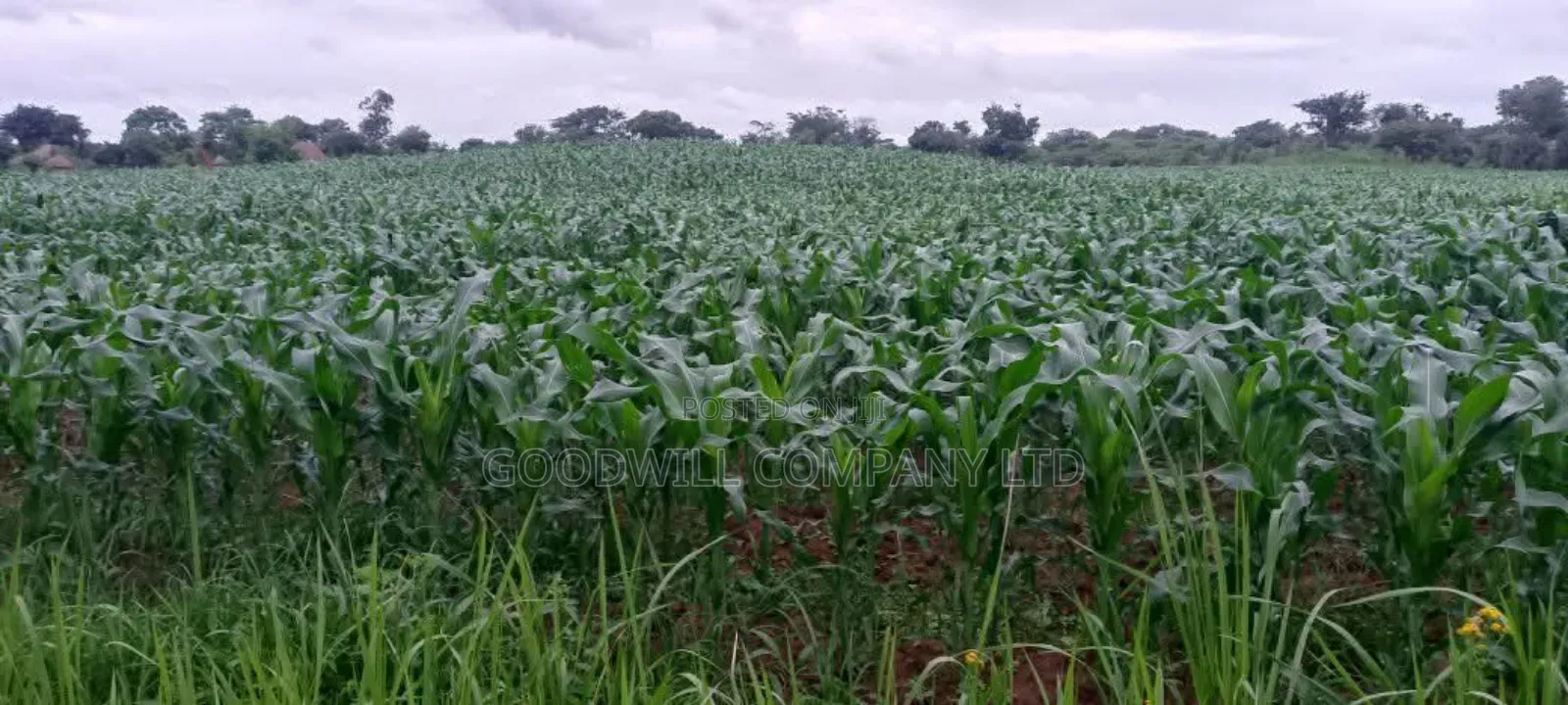 100 Acres of Land in Baale Kayunga in Central Division