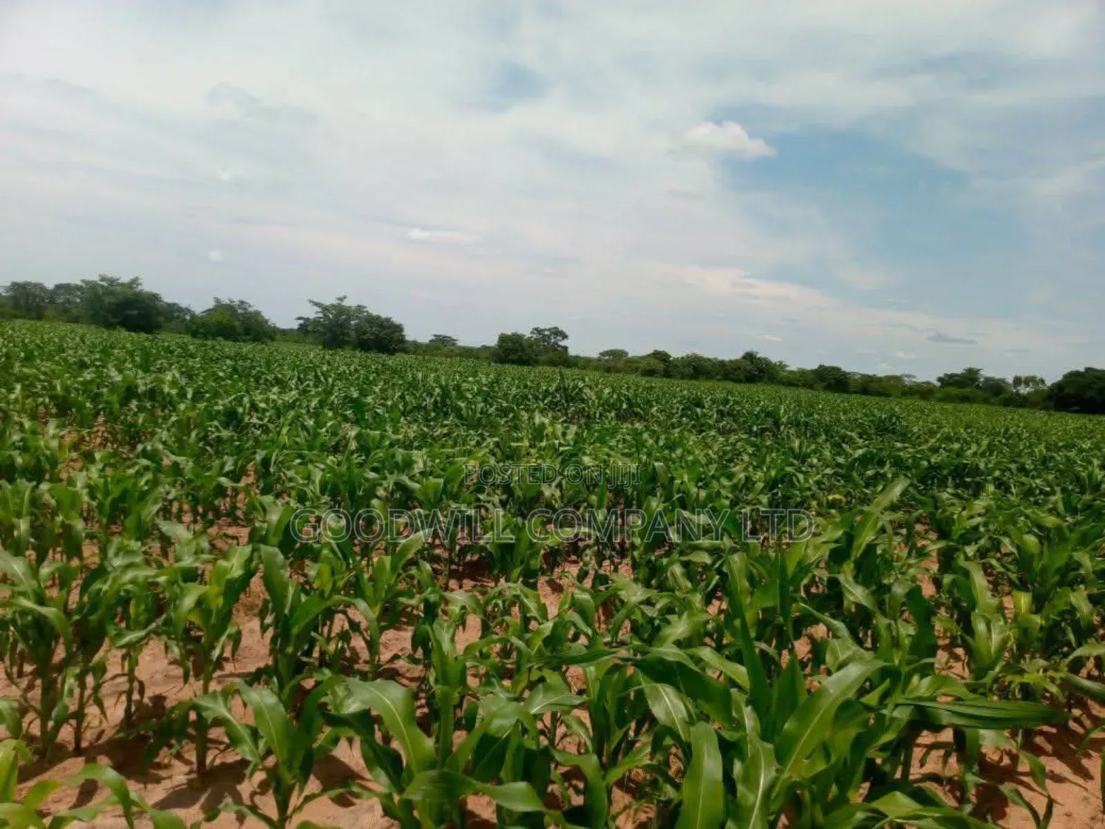 100 Acres of Land in Baale Kayunga in Central Division
