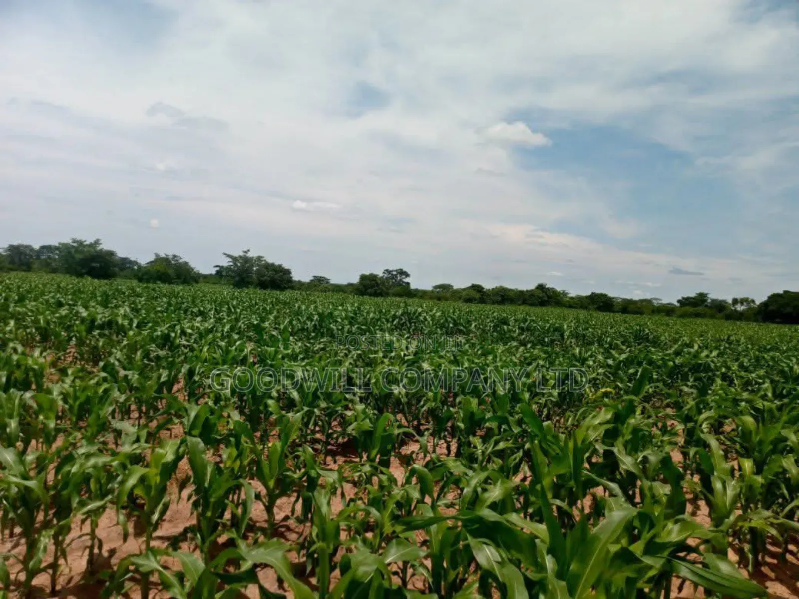 100 Acres of Land in Baale Kayunga in Central Division